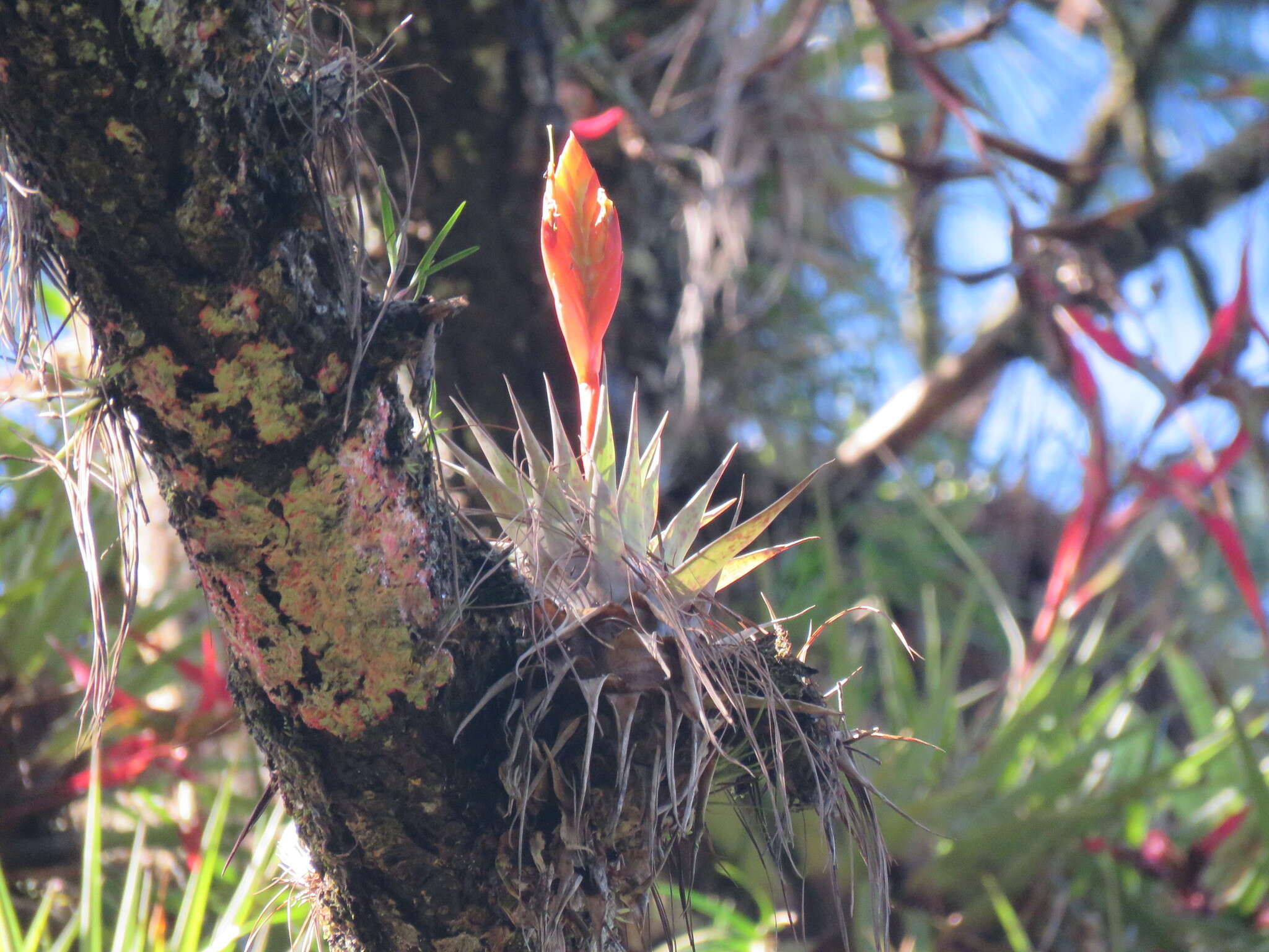 Слика од Tillandsia cryptopoda L. B. Sm.