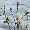 Image of Willow Pinecone Gall Midge