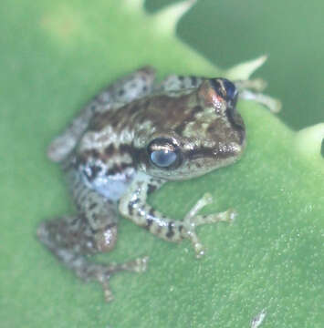 Image de Guibemantis bicalcaratus (Boettger 1913)