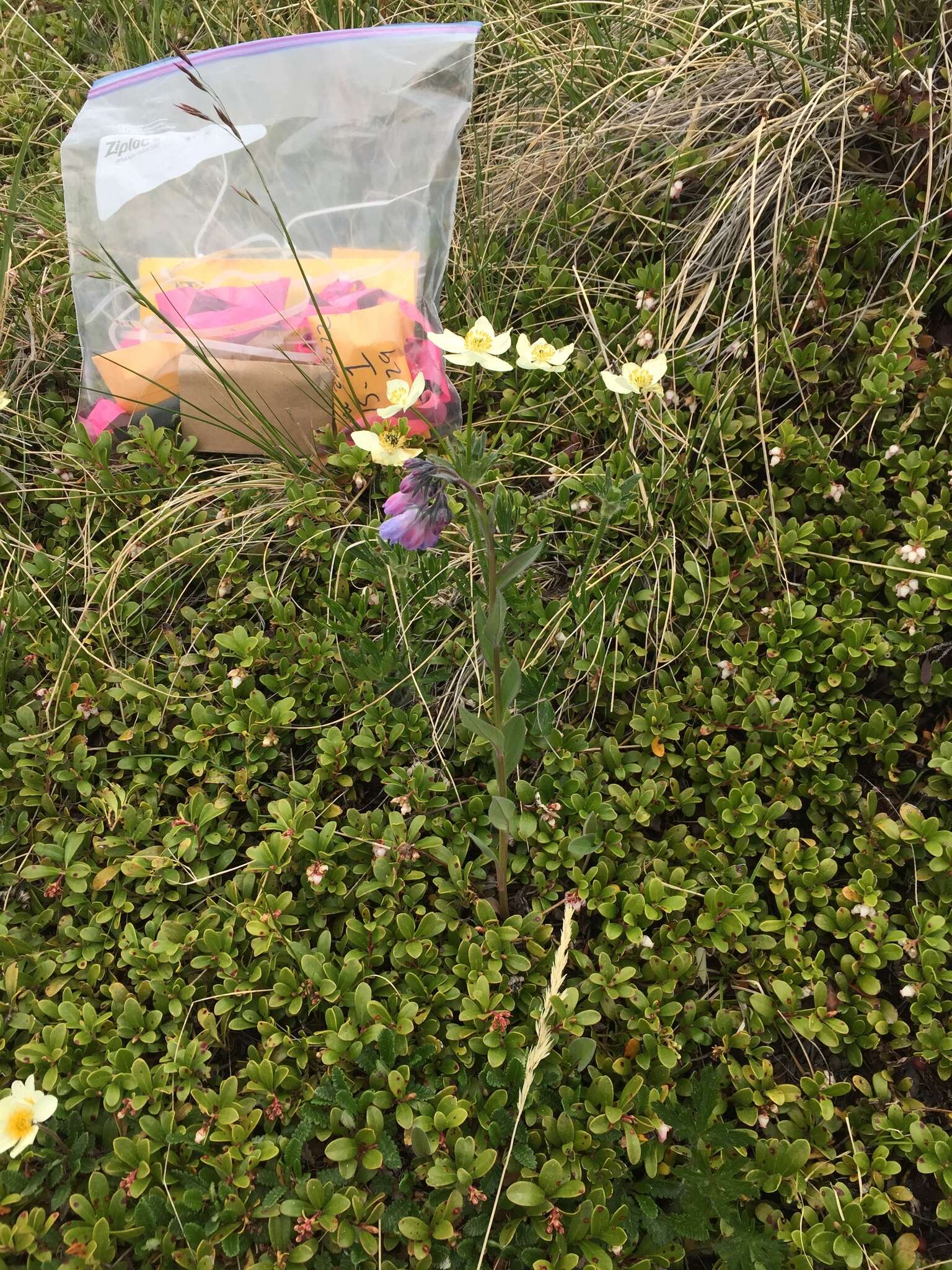 Image of Alaska tall bluebells