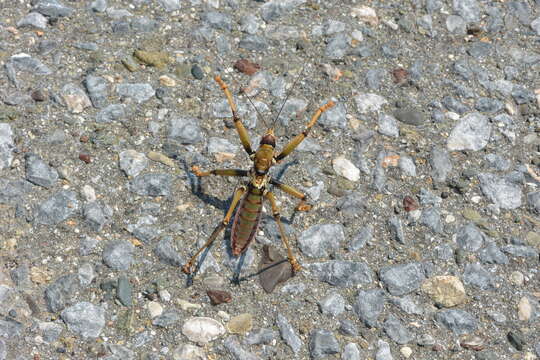 Image of Anatolian Predatory Bush-cricket