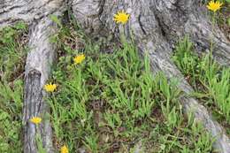 Image of Potato dandelion