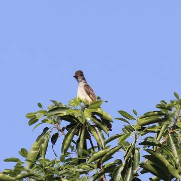 Image of Myiarchus stolidus dominicensis (Bryant & H 1867)