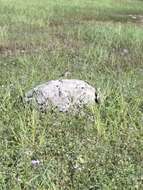 Image of Oriental Skylark