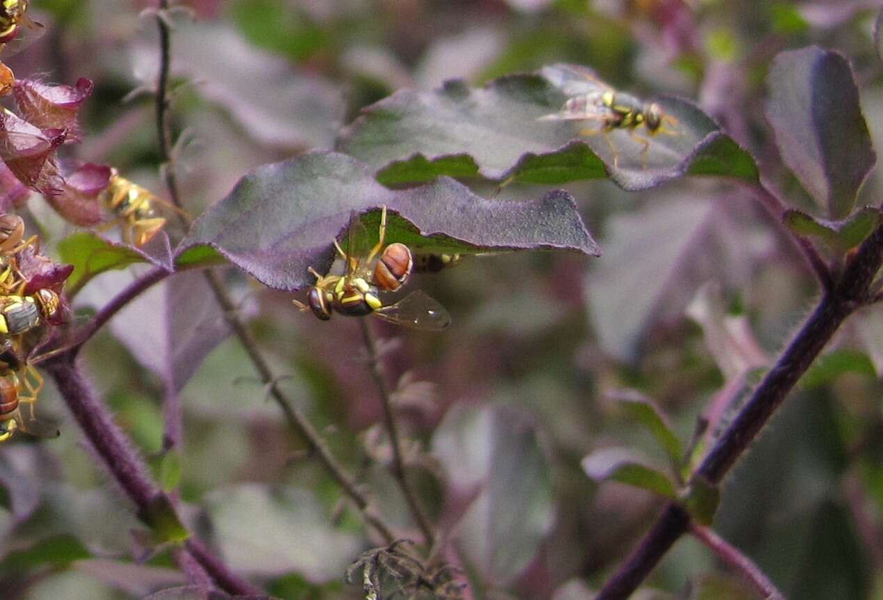 Image of Oriental fruit fly