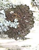 Image of melanelia lichen