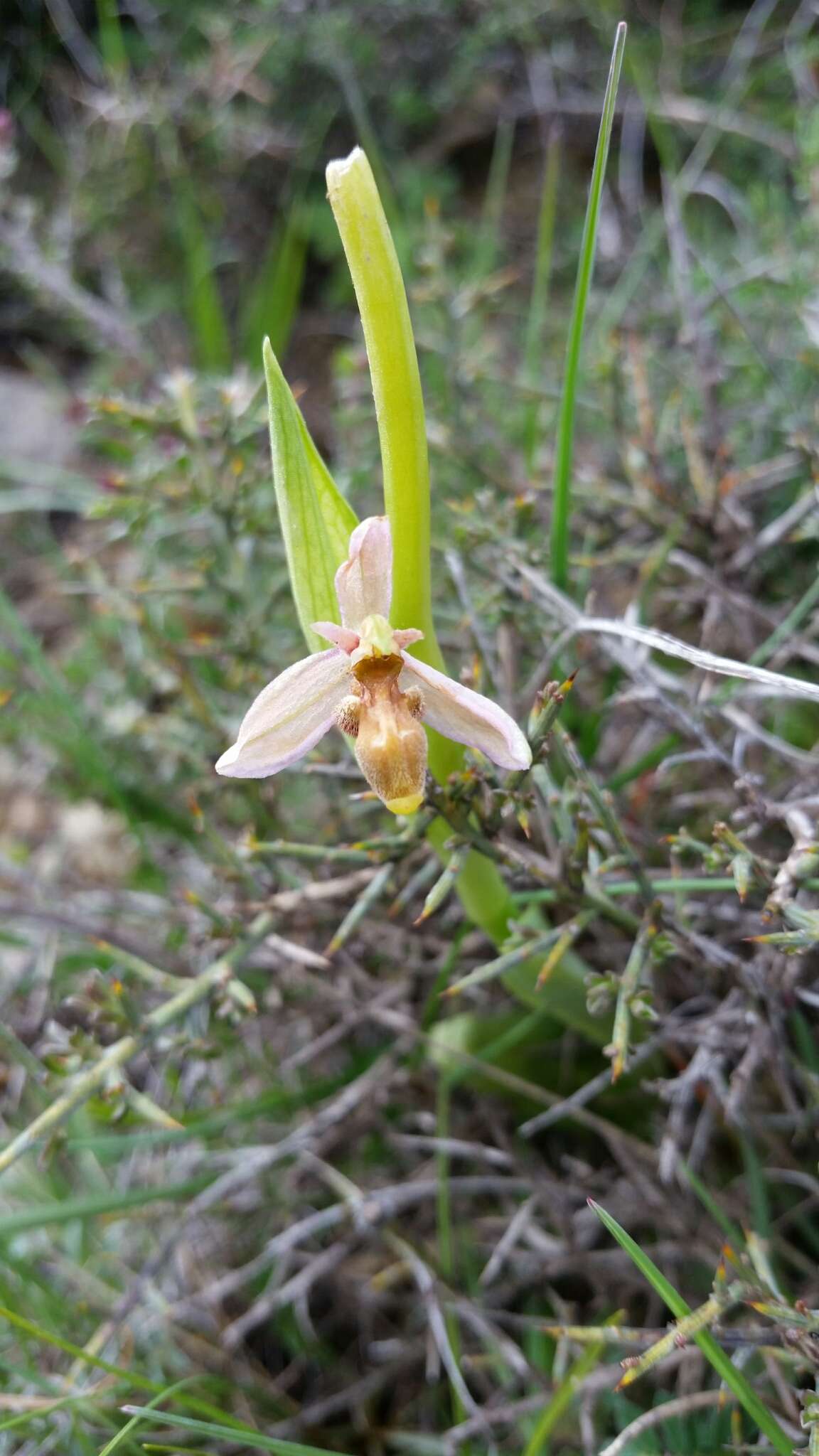 Image of Woodcock bee-orchid