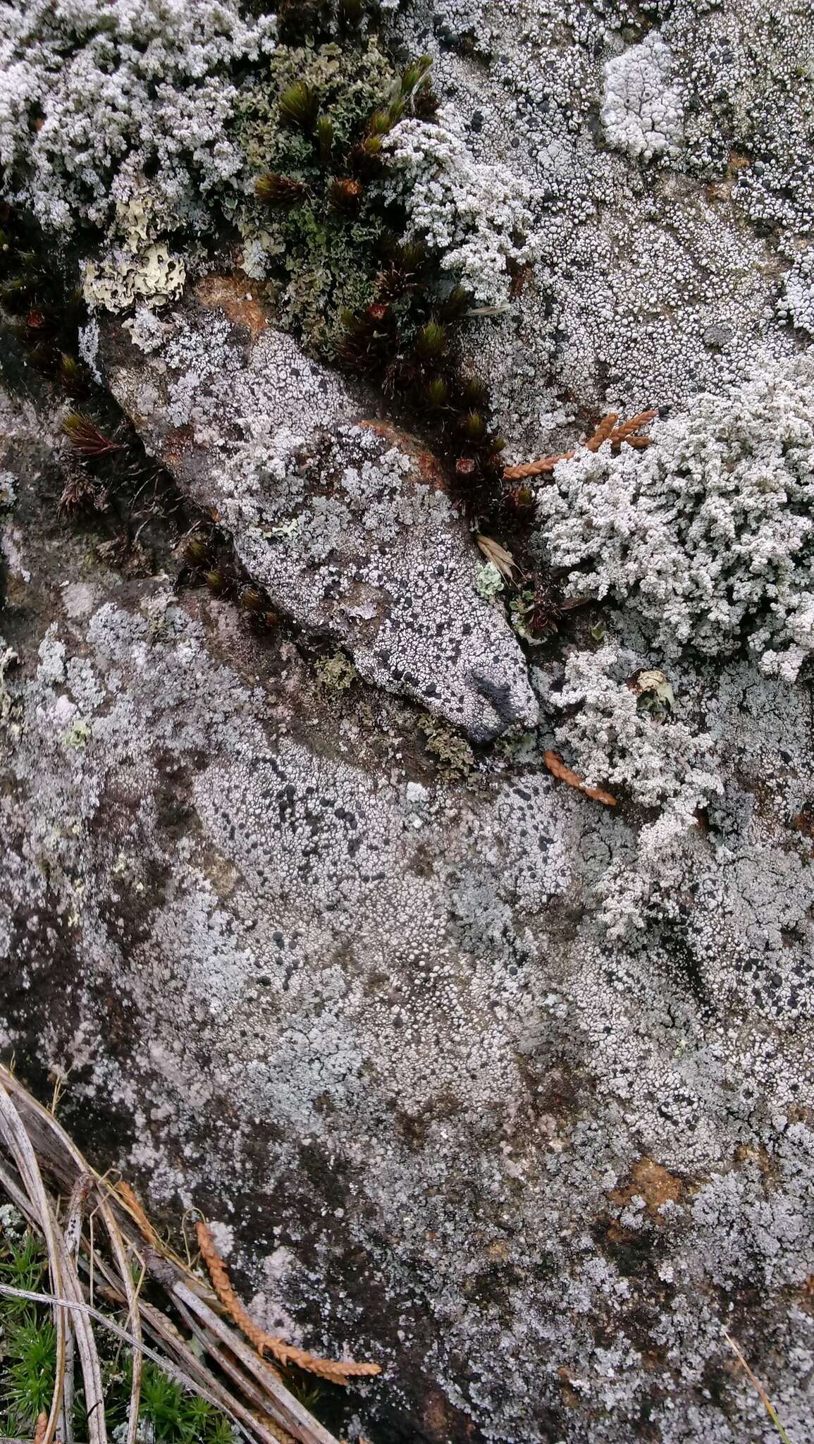 Image of map lichen