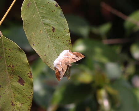 Plancia ëd <i>Odontoptilum <i>angulata</i></i> angulata