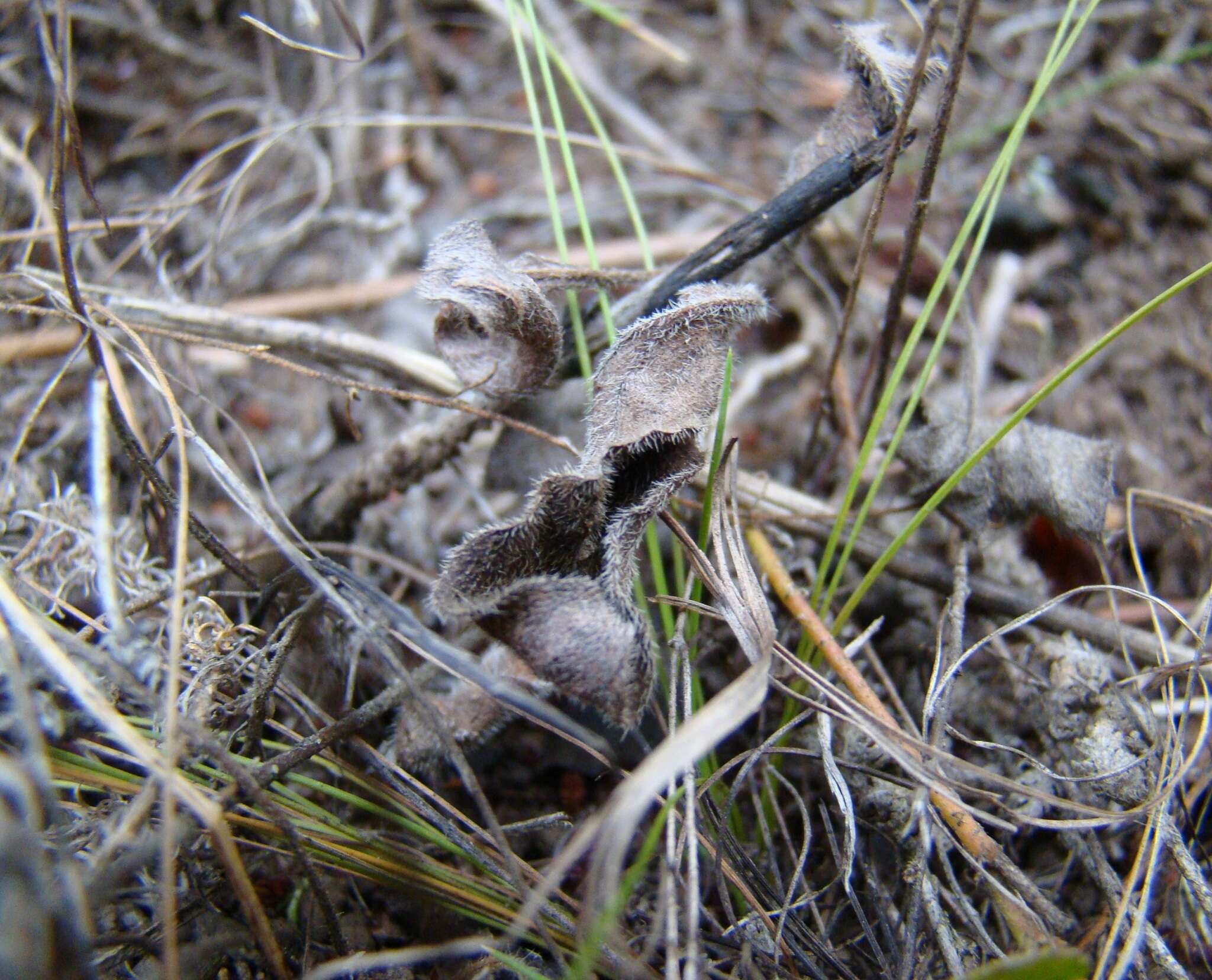 Image of Pelargonium caledonicum L. Bolus