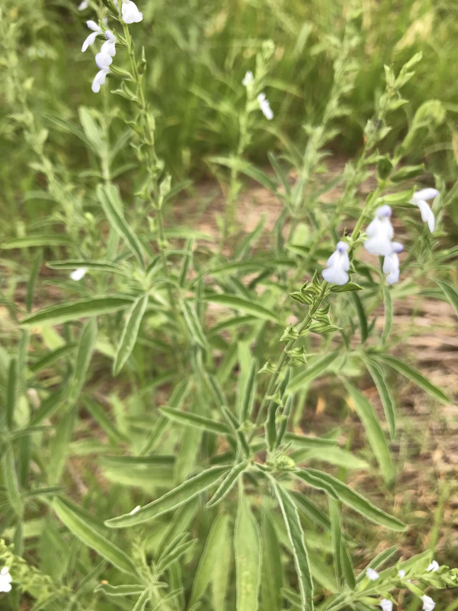 Salvia reflexa Hornem. resmi