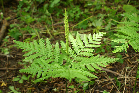 Image of Sahashia stricta (L.) Li Bing Zhang & Liang Zhang