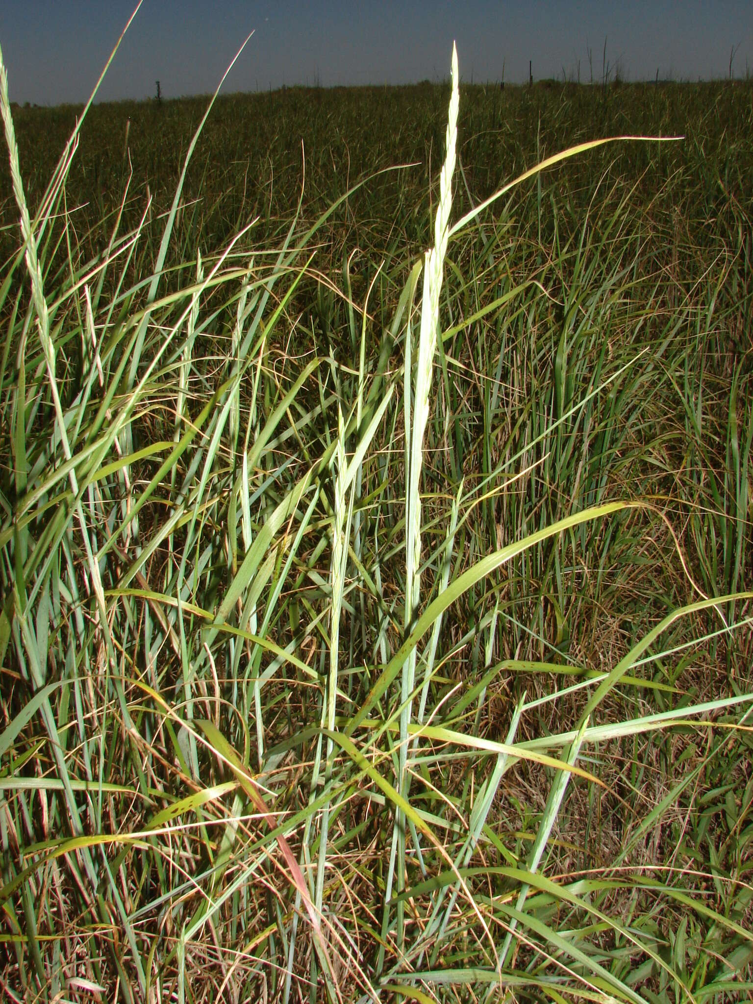 Imagem de Elymus scabrifolius (Döll) J. H. Hunz.