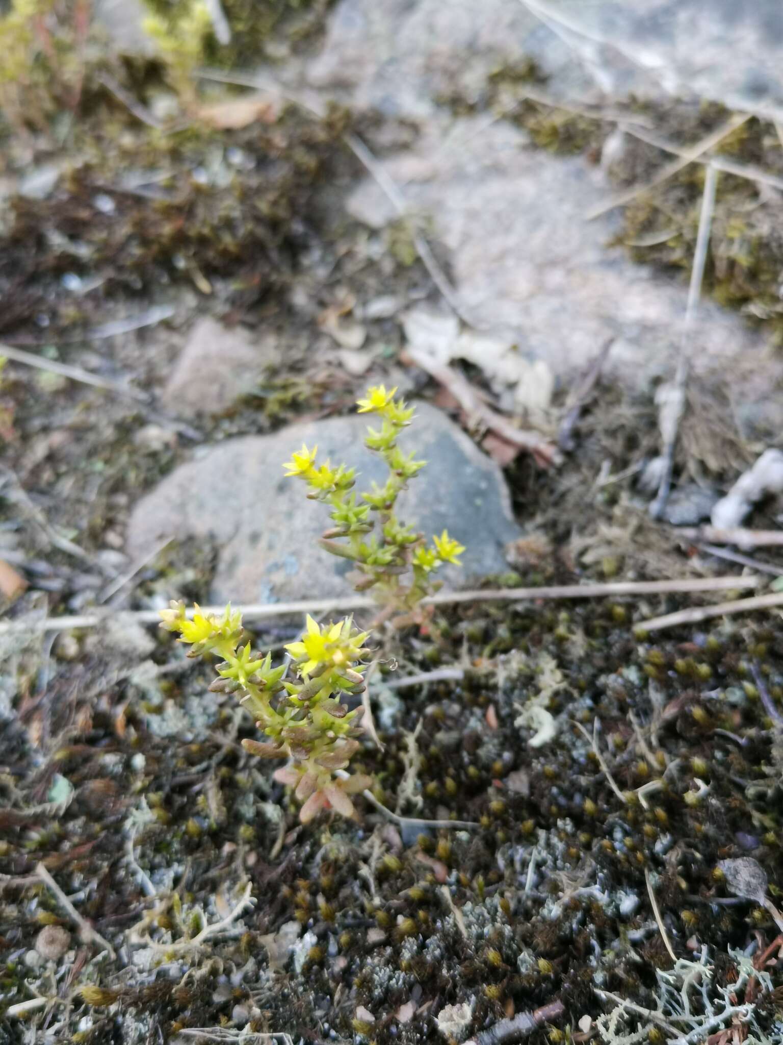 Sedum annuum L.的圖片