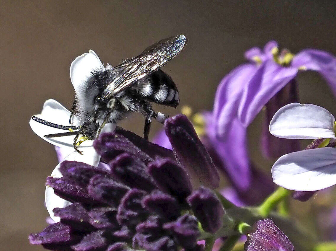 Image of Melecta curvispina Lieftinck 1958