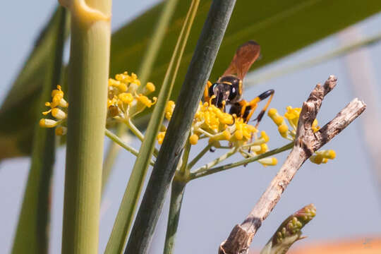 صورة Sceliphron madraspatanum (Fabricius 1781)