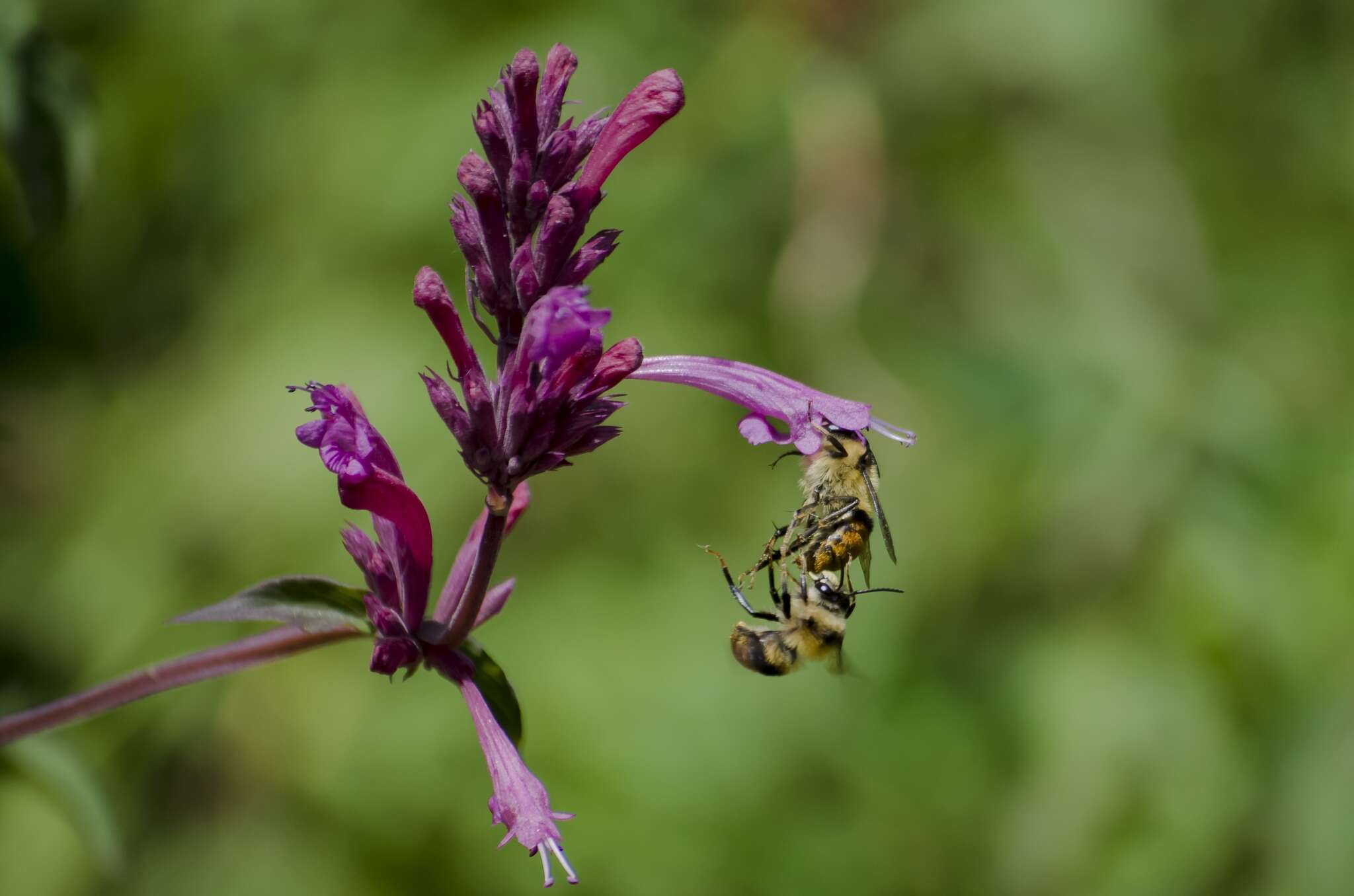 Imagem de Agastache mexicana (Kunth) Lint & Epling