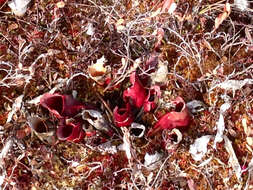 Image of purple pitcherplant