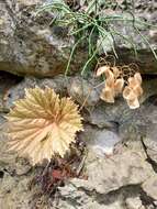 Image of Begonia goudotii A. DC.