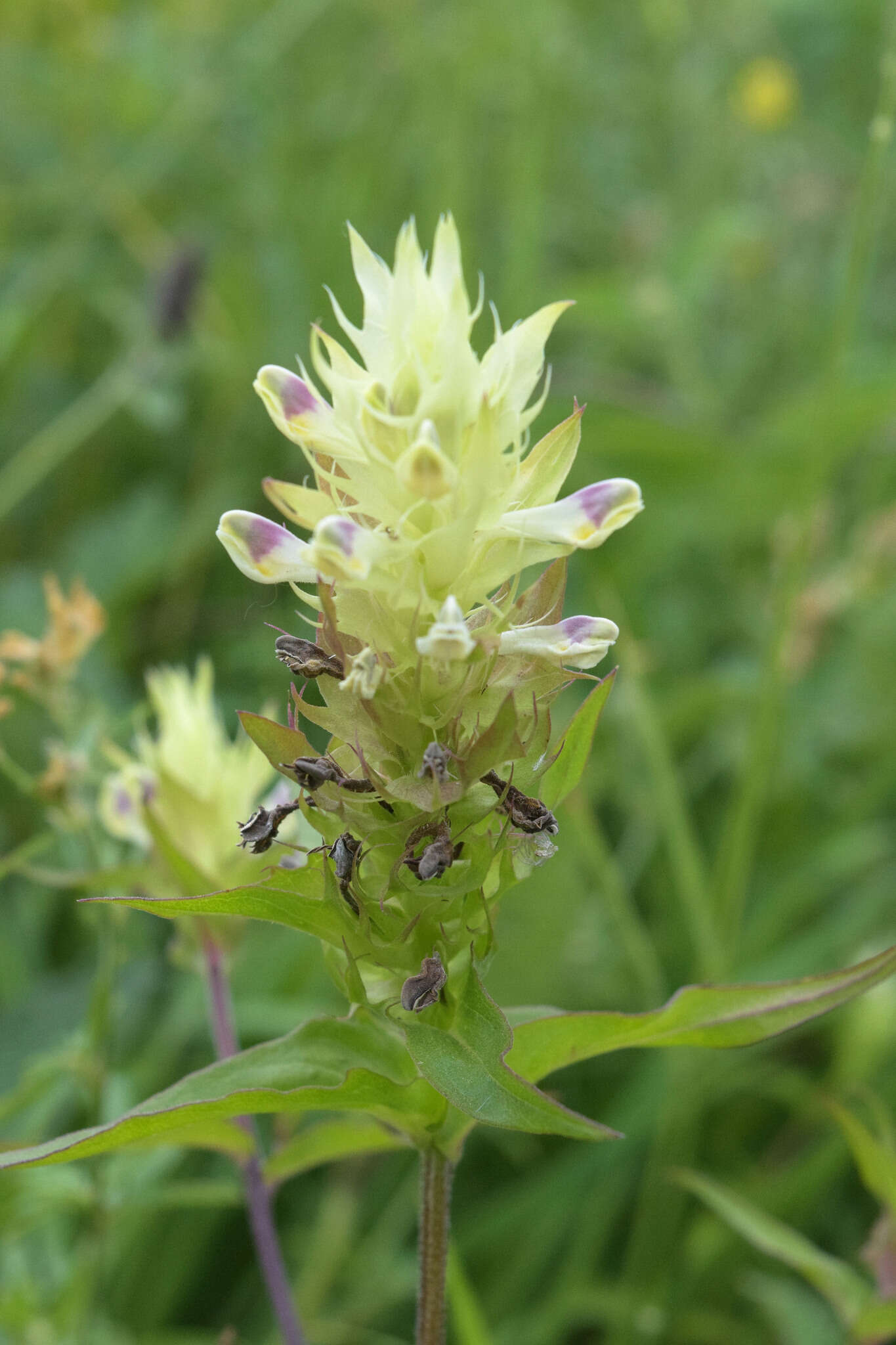 Image of Melampyrum chlorostachyum Beauv.