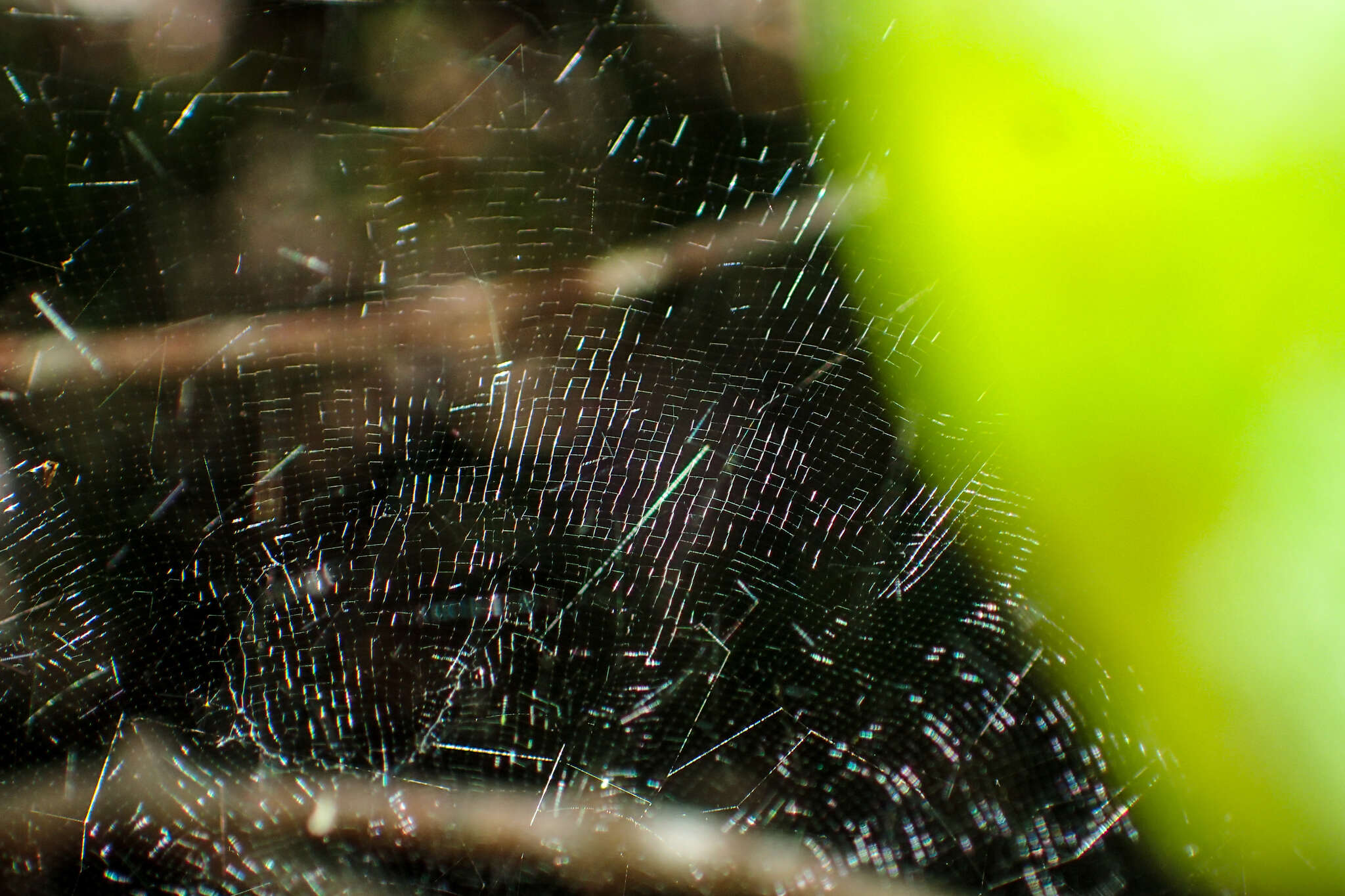 Imagem de Cyrtophora unicolor (Doleschall 1857)