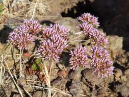 Image of Palmer's spineflower