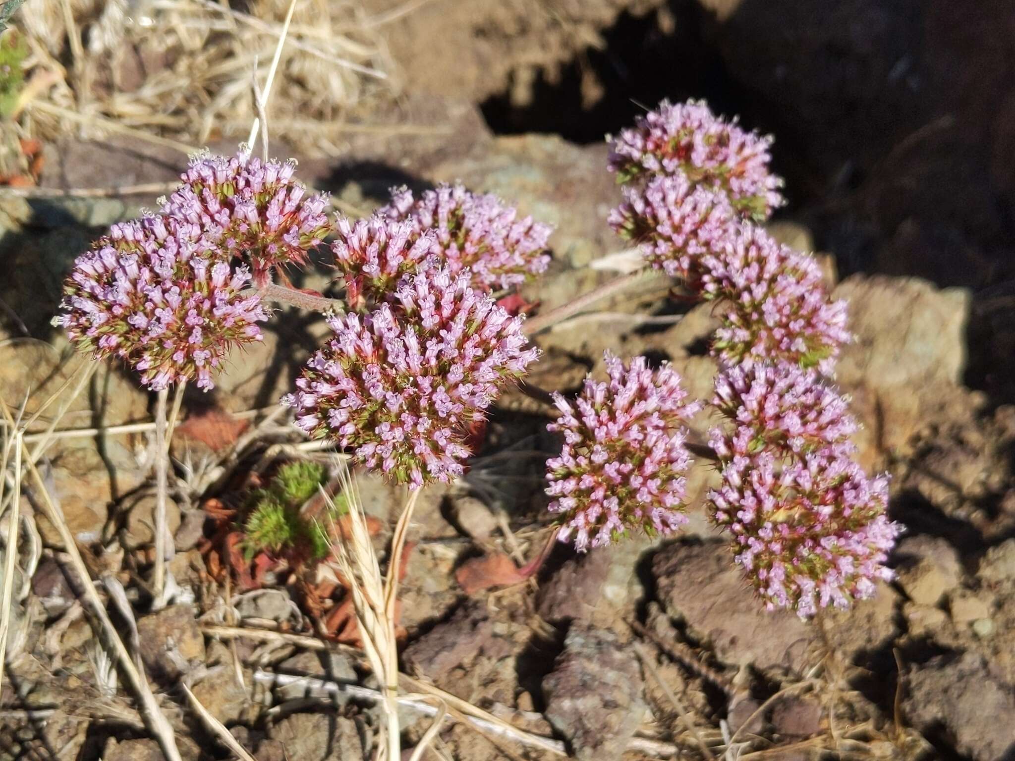 Image of Palmer's spineflower