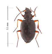 Слика од Bembidion (Bracteon) carinula Chaudoir 1868