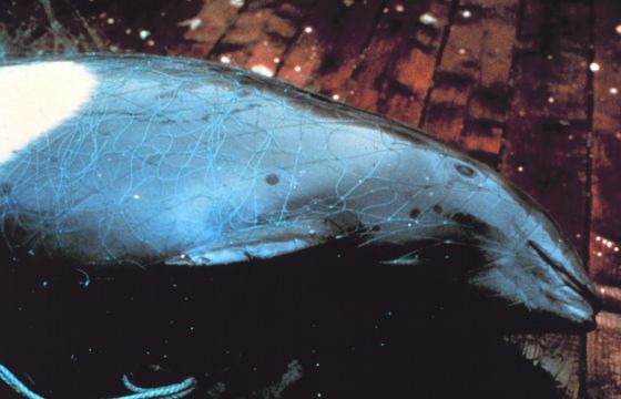 Image of Dall's Porpoise