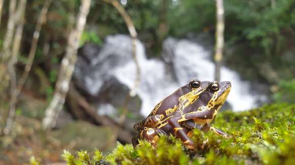 Image of Atelopus hoogmoedi Lescure 1974