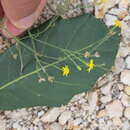 Image of Oxypappus scaber (Hook. & Arn.) Benth.