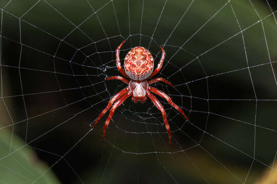 Image of Salsa brisbanae (L. Koch 1867)