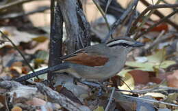 Image of Brown-crowned Tchagra