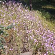 Plancia ëd Clarkia cylindrica subsp. clavicarpa W. S. Davis