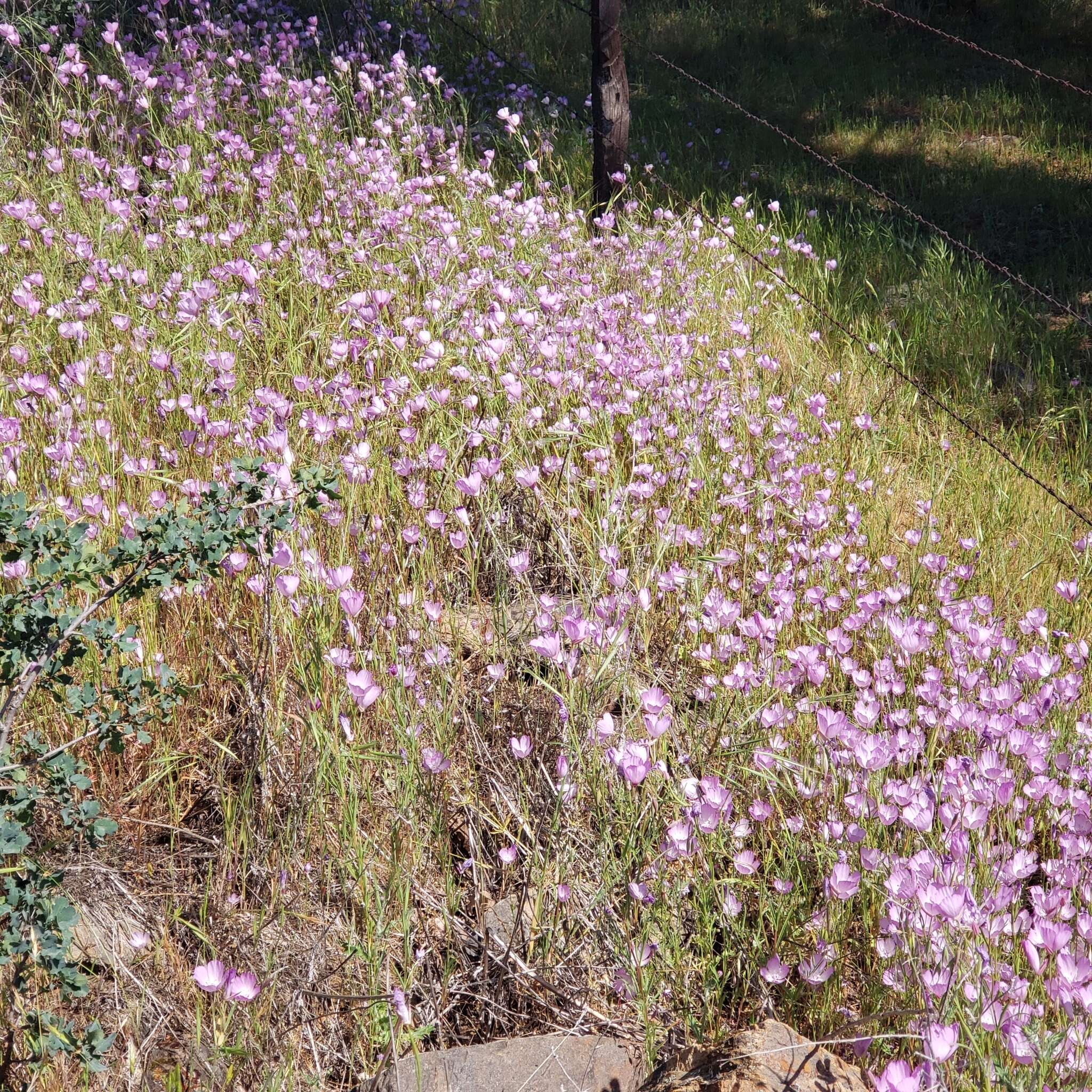 Plancia ëd Clarkia cylindrica subsp. clavicarpa W. S. Davis