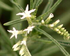 صورة Heliotropium lineare (A. DC.) Gürke