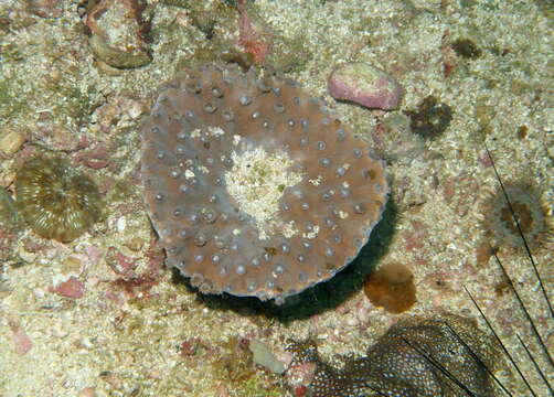 Image of Duncanopsammia peltata