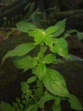 Image de Mitracarpus breviflorus A. Gray