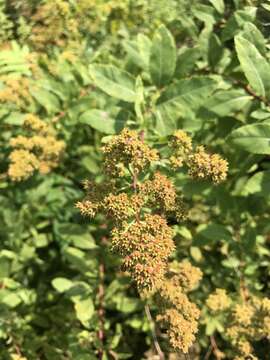 Image of Broad-Leaf Meadowsweet