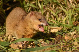 Kalın kuyruklu opossum resmi