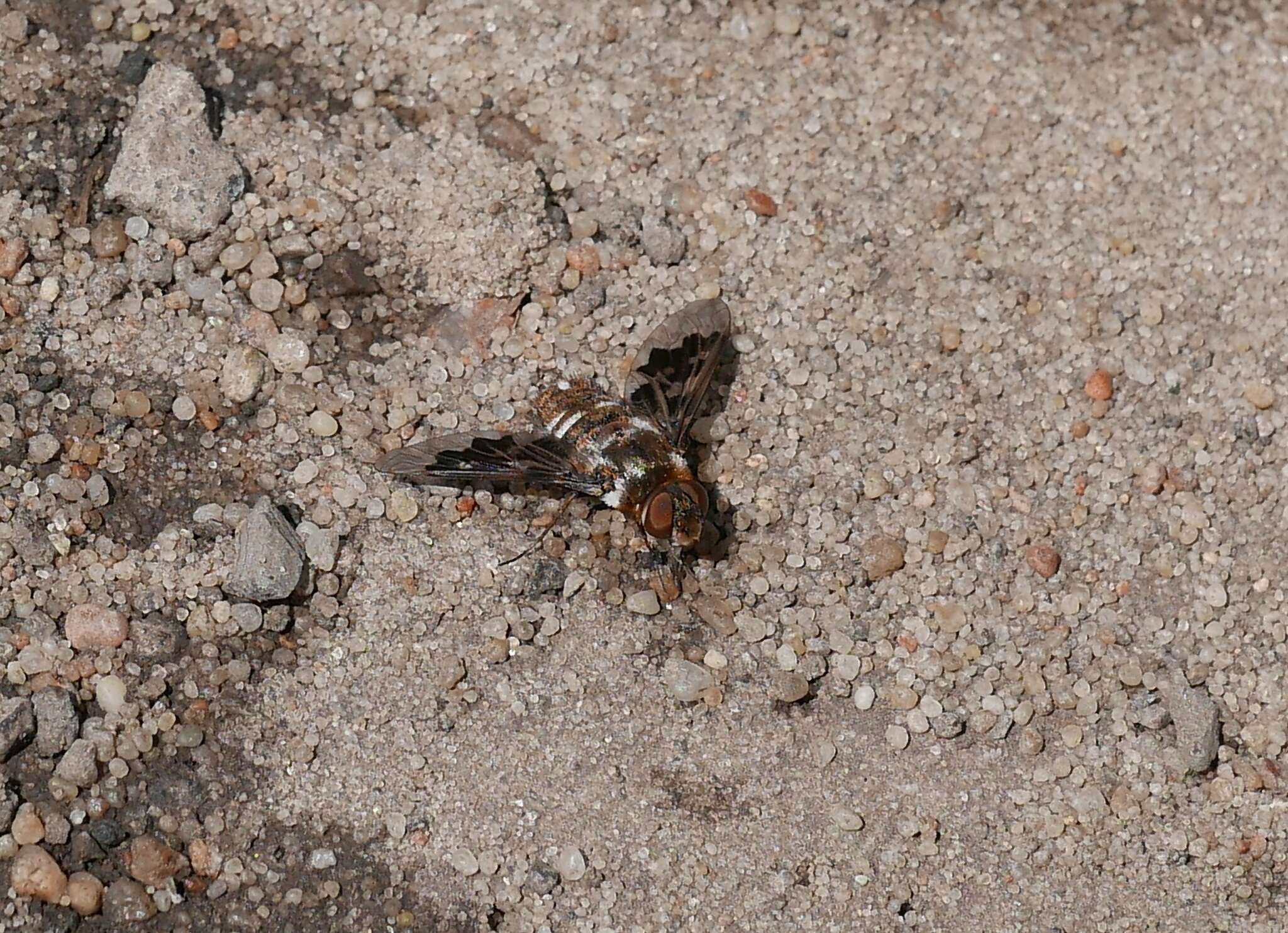 Image of Mottled bee-fly