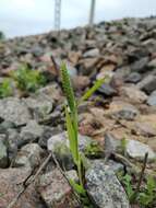 Phleum paniculatum Huds.的圖片