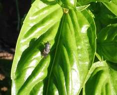 Stomorhina discolor (Fabricius 1794) resmi