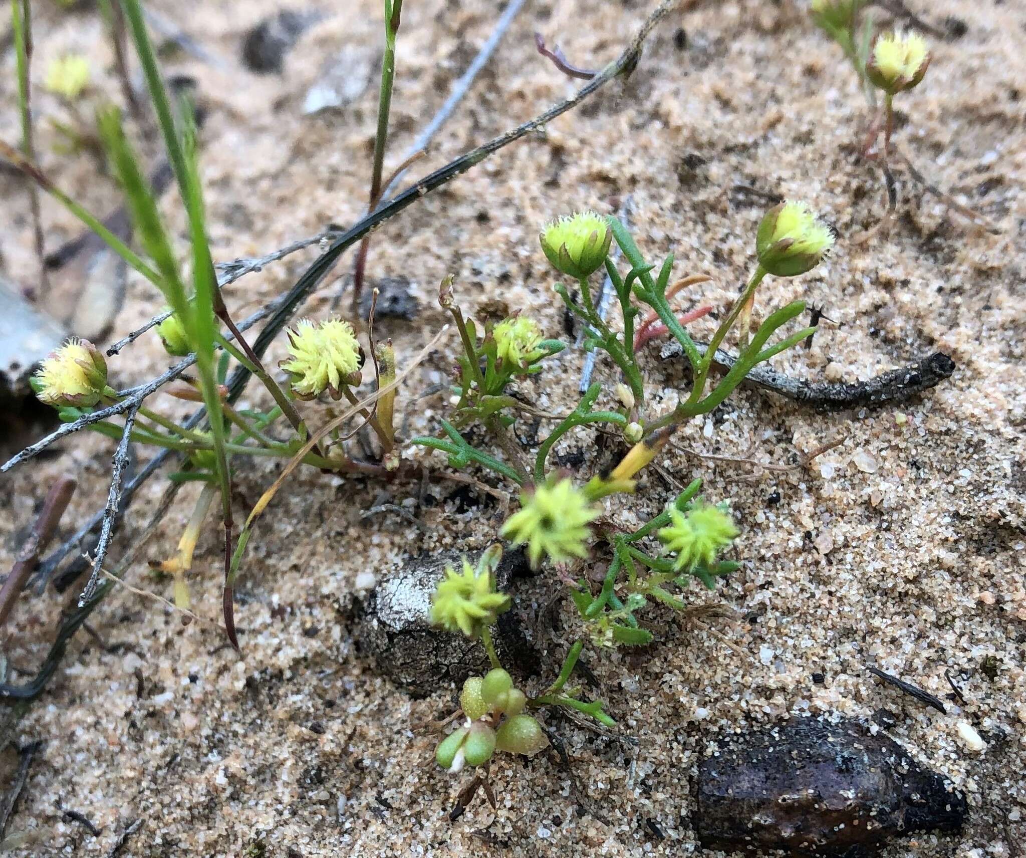 Image of Brachyscome perpusilla (Steetz) J. Black