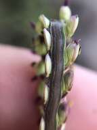 Image of Slender Ditch Crown Grass