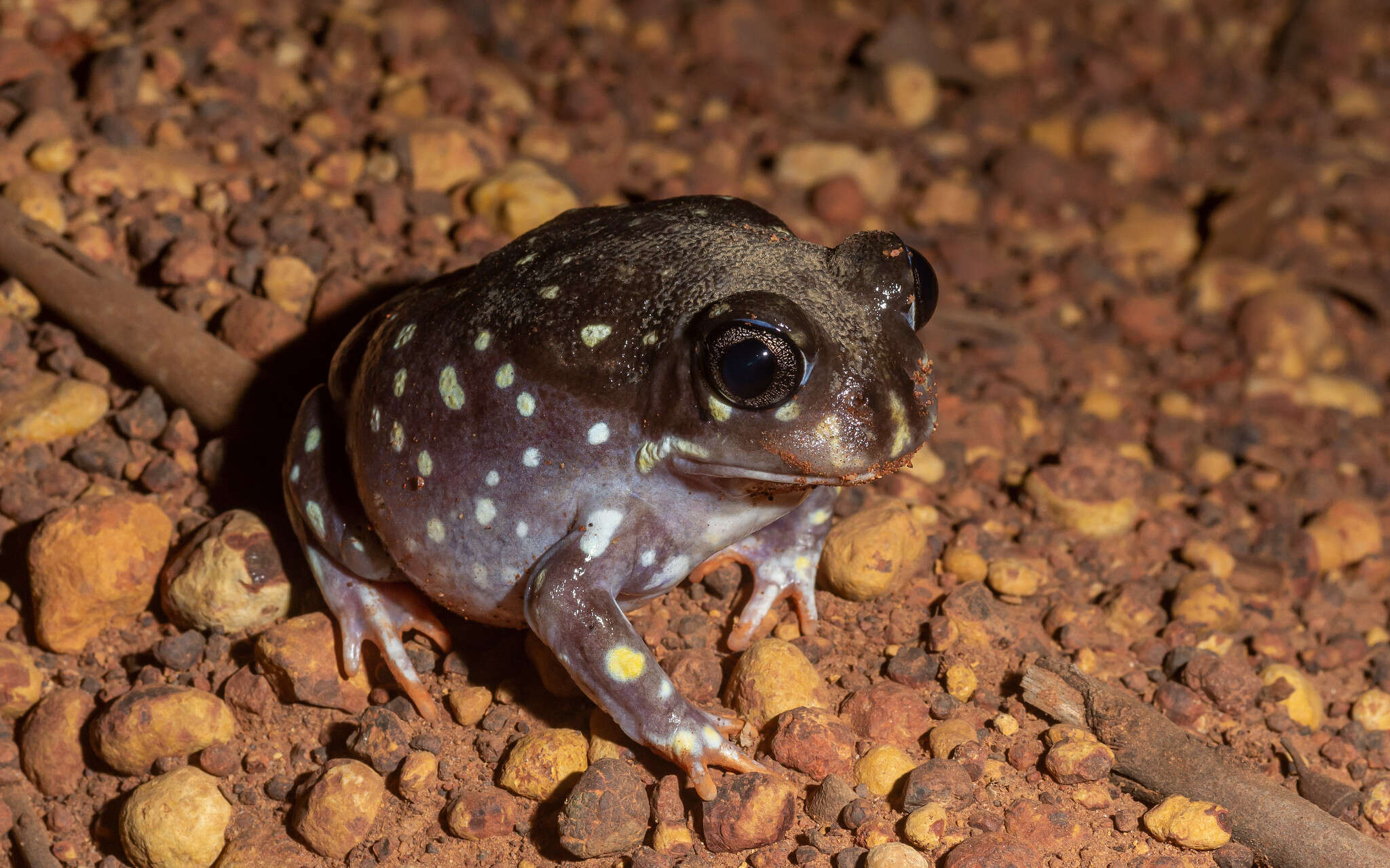 Image of Western Spotted Frog