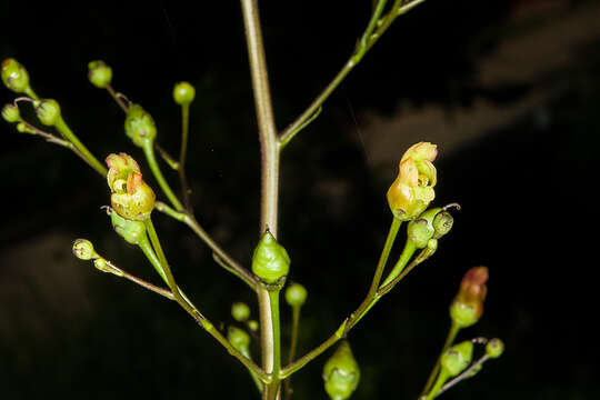 Imagem de Scrophularia lanceolata Pursh