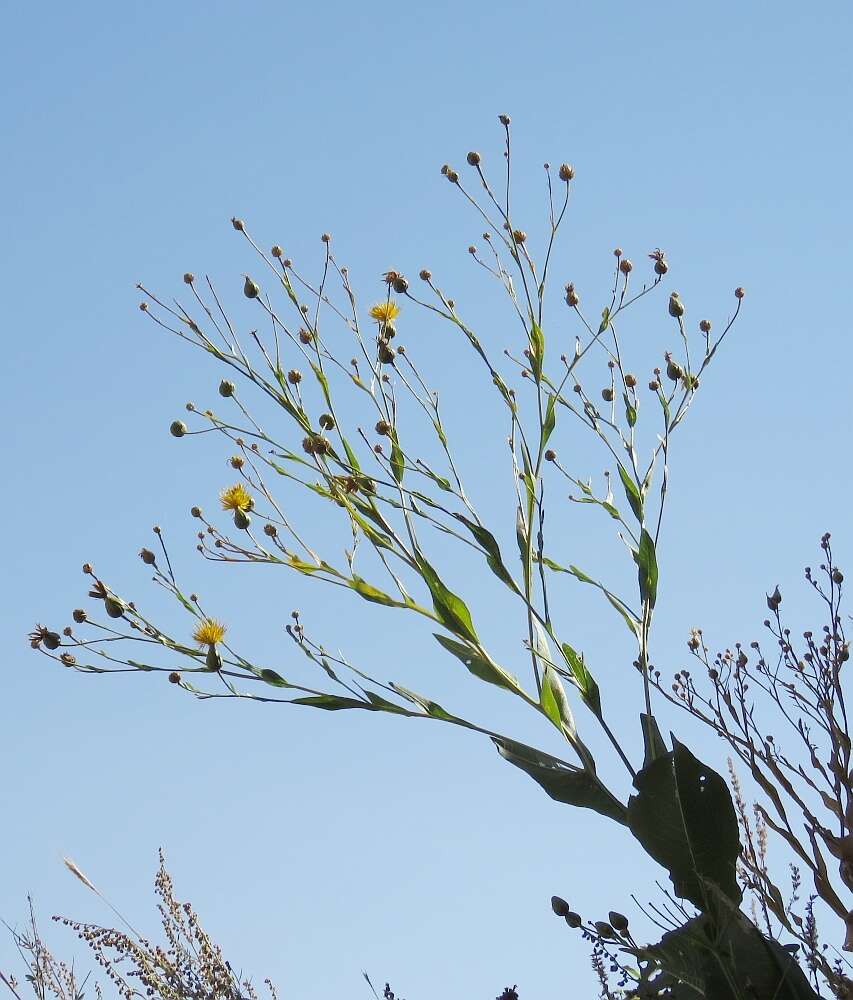 Image of Centaurea behen L.