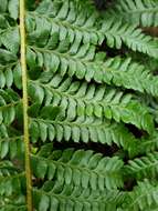 Image of Alaska hollyfern