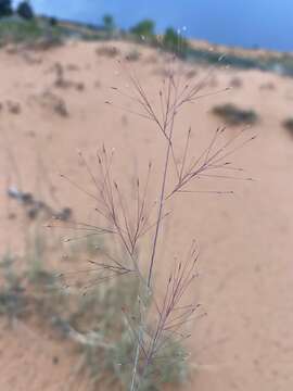 Imagem de Muhlenbergia pungens Thurb.